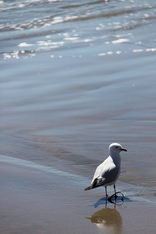 seagull bird beach