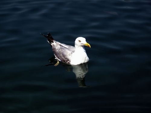 seagull adriatic nature