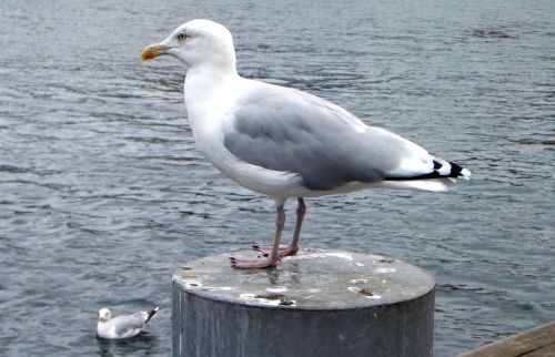seagull baltic sea bird
