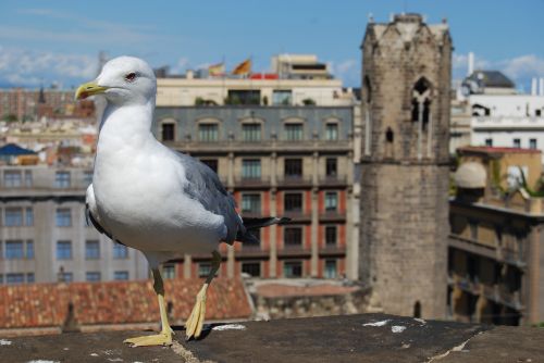 seagull bird city