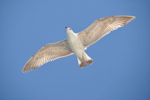 seagull bird animals