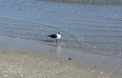seagull bird ocean