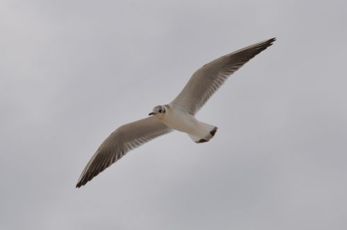 seagull bird wings