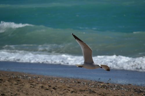 seagull bird sea