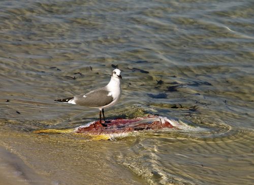 seagull fish water