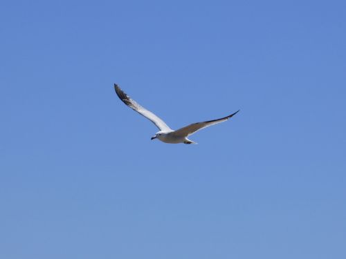 seagull audouin's gull gavina corsa