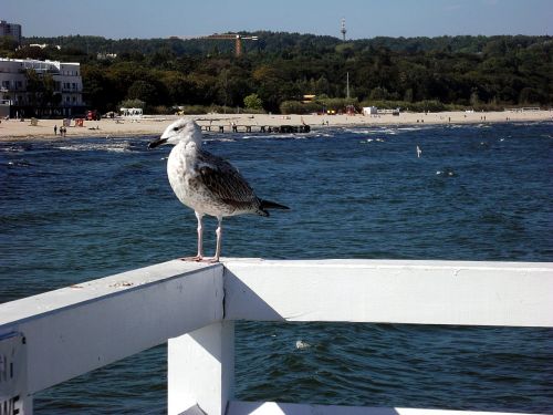 seagull bird sea