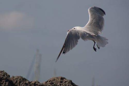 seagull beach fly