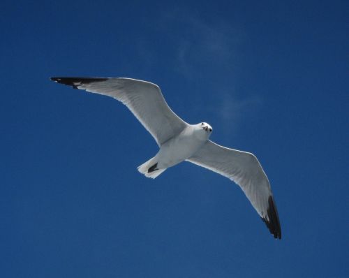 seagull bird ave