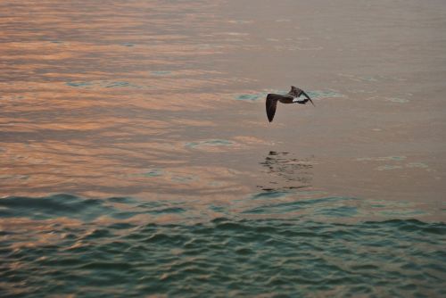 seagull sea sunset