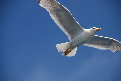 seagull bird coast