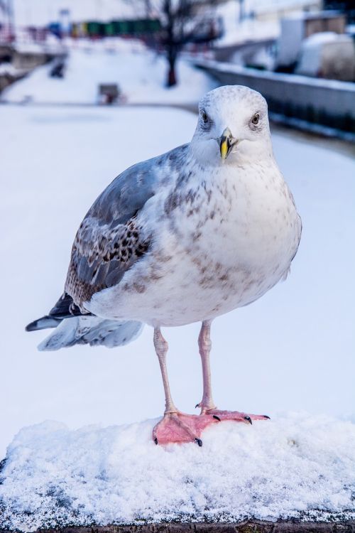 seagull snow animal