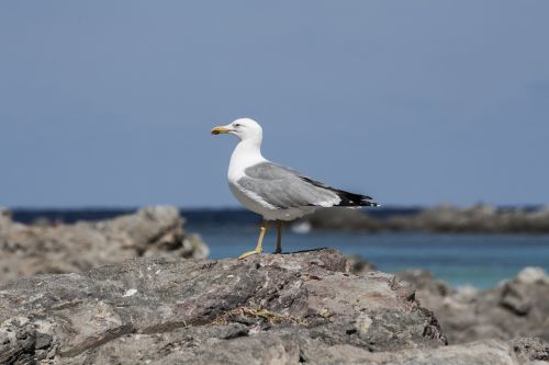 seagull stintino sea