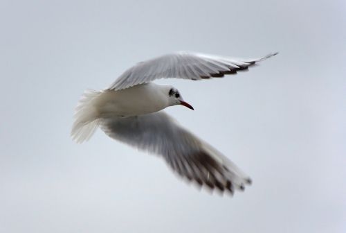 seagull bird flight