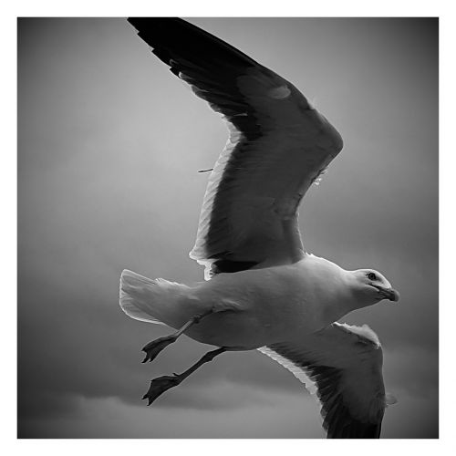 seagull fly