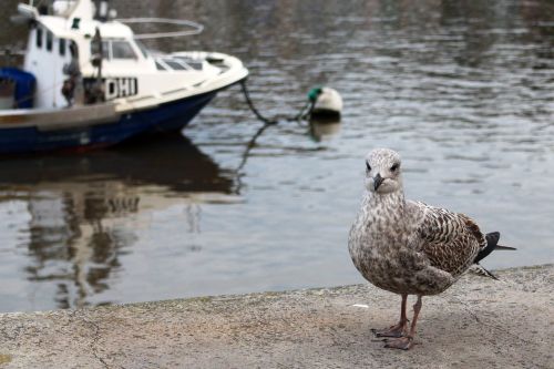 seagull bird sea