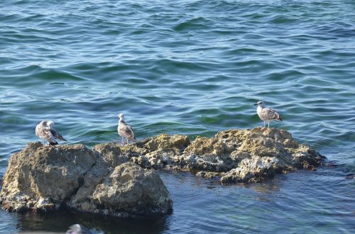 seagull birds sea