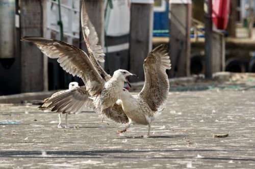 seagull dispute waterfowl