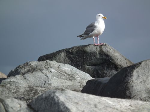 seagull rocks ocean