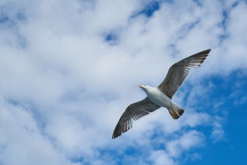 seagull bird blue