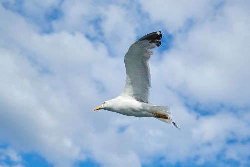 seagull bird blue