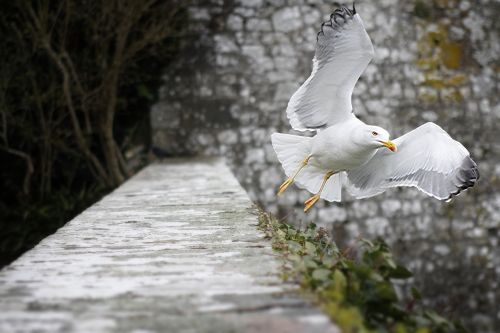 seagull fly bird