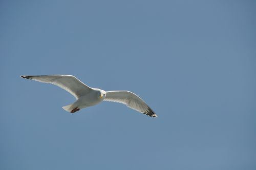 seagull bird flight