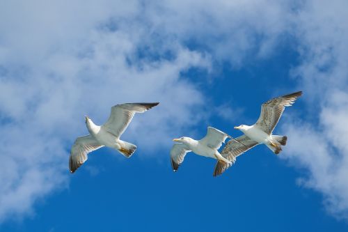 seagull bird nature