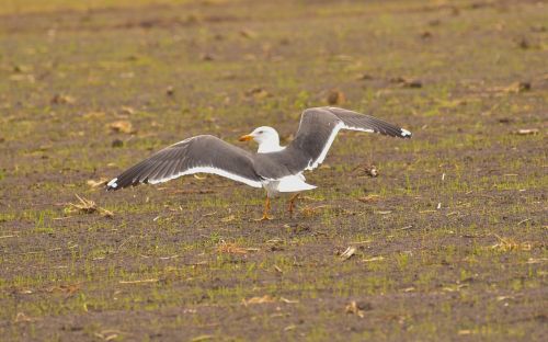 seagull eat nature