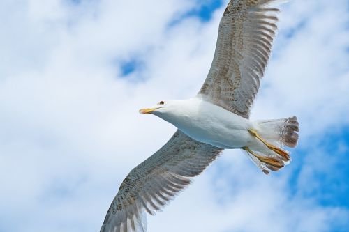 seagull bird wing