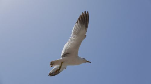 seagull sea sky