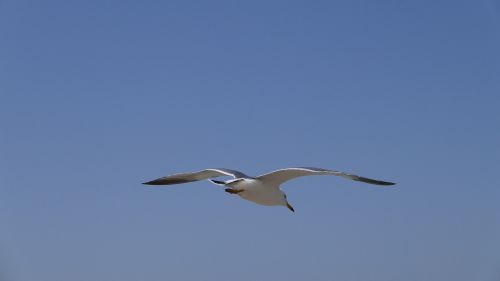 seagull sea sky