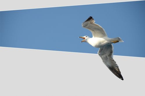 seagull bird babu