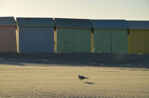 seagull beach bird