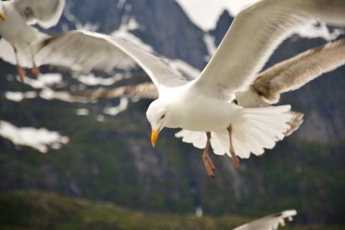 seagull sky bird