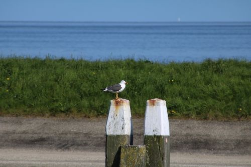 seagull port bird