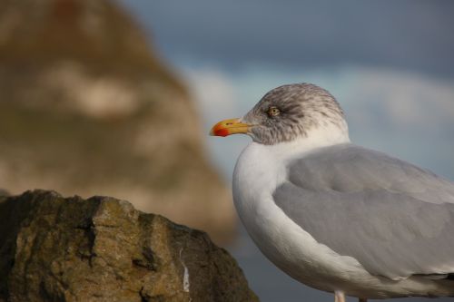 seagull bird coast