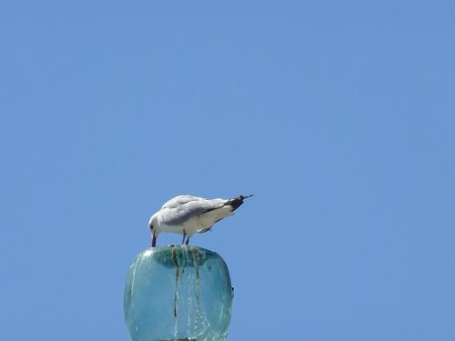 seagull sea beach