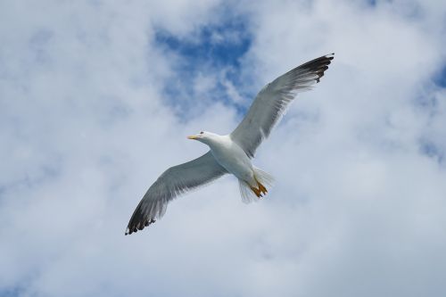 seagull bird wing
