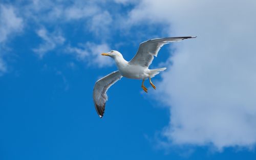 seagull bird wing