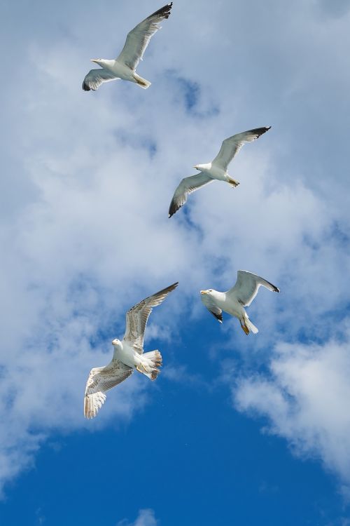 seagull bird wing