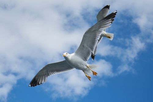 seagull bird to migrate