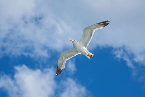 seagull bird to migrate