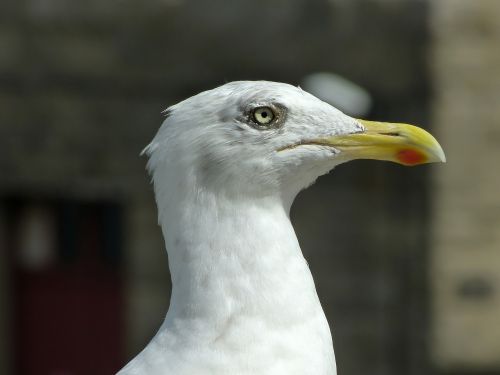 seagull eye bill