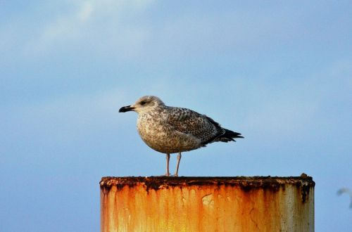 seagull gull baltic sea