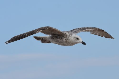 seagull bird animal