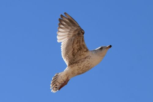 seagull bird fly