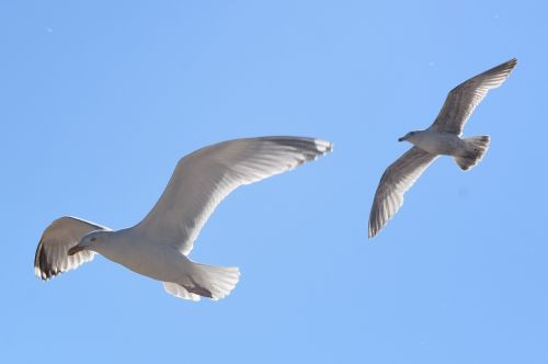 seagull bird fly