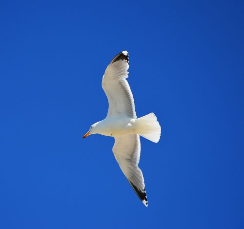 seagull flight sky