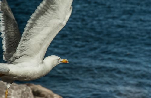 seagull wings flight